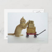 Kat met wagen en dozen briefkaart (Voorkant / Achterkant)