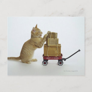 Kat met wagen en dozen briefkaart