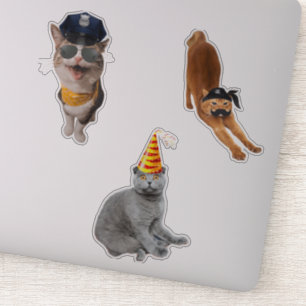 Kat met zonnebril sticker