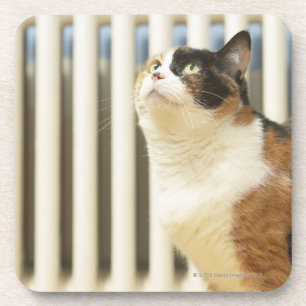 Kat naast de radiator bier onderzetter