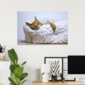 Kat Nap 4 Poster Premium Canvas (gloss) (Thuiskantoor)