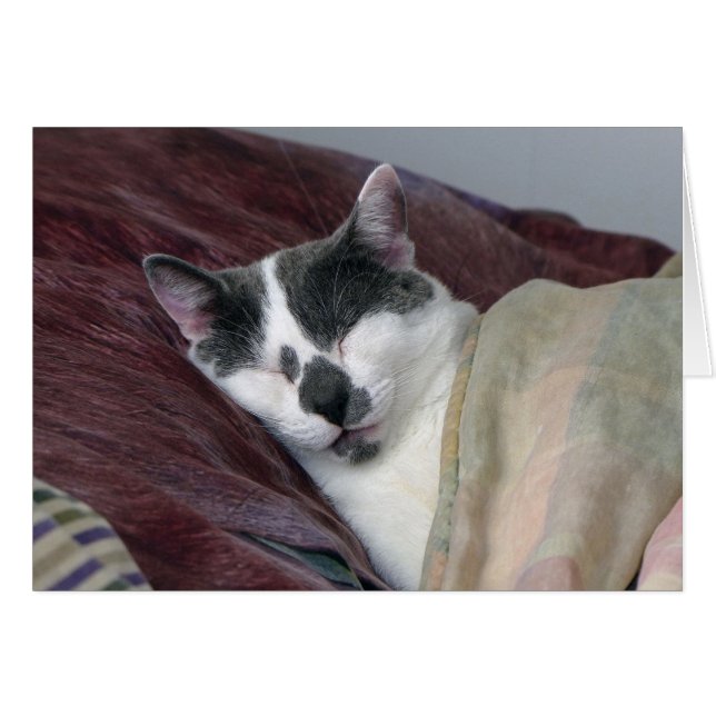 Kat Napping (Voorkant Horizontaal)