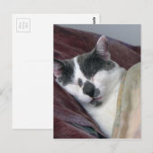 Kat Napping Briefkaart (Voorkant / Achterkant)
