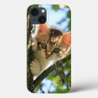 Kat, Natuur, kitten