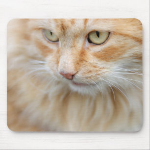 Kat, natuur, kitten muismat