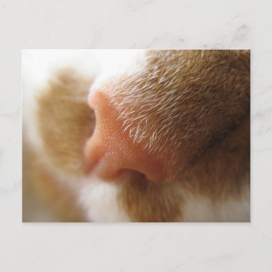 kat nose briefkaart (Voorkant)