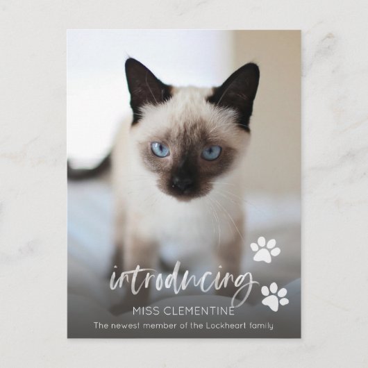Kat of Keukenadoptie, Introductie van de Nieuwe Fo Briefkaart (Voorkant)