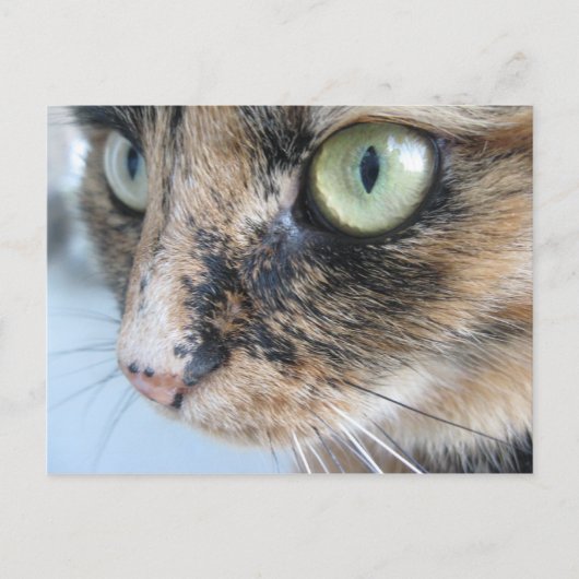 Kat ogen briefkaart (Voorkant)