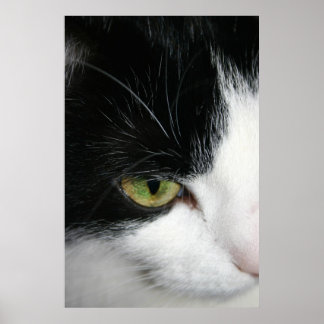 Kat oog closeup poster