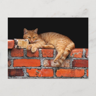 Kat op Brick Wall Briefkaart