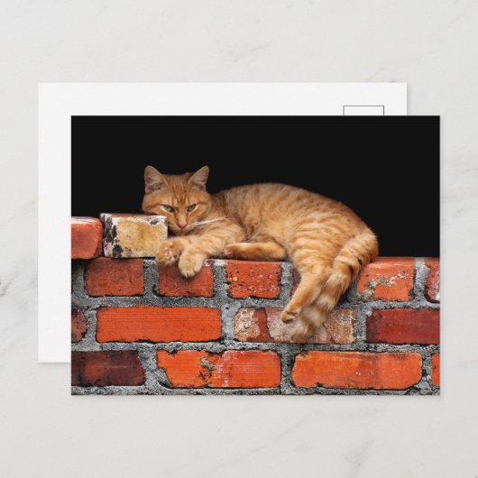 Kat op Brick Wall Briefkaart (Voorkant / Achterkant)