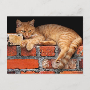Kat op Brick Wall Briefkaart