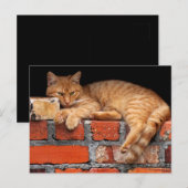 Kat op Brick Wall Briefkaart (Voorkant / Achterkant)