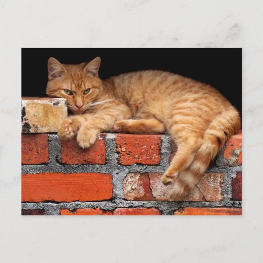 Kat op Brick Wall Briefkaart (Voorkant)