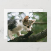 Kat op de boom v2 briefkaart (Voorkant / Achterkant)
