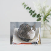Kat op doos briefkaart (Staand voorkant)