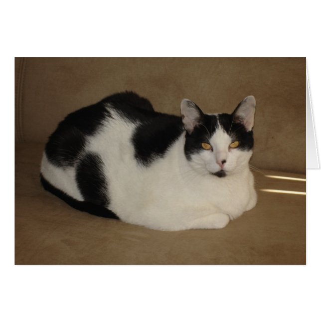 Kat op een bank (Voorkant Horizontaal)