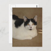 Kat op een bank briefkaart (Voorkant / Achterkant)