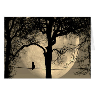 Kat op een draad Volle Maan Blank Binnen