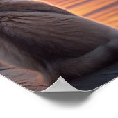 Kat op een steiger met een zonsondergang en een oc poster (Hoek)