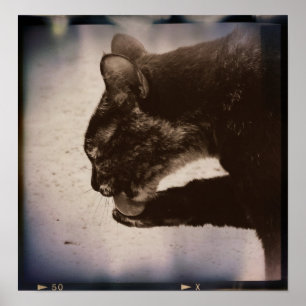 Kat op film, digitale kunst poster