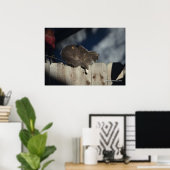 Kat op hek (13) Poster (Thuiskantoor)