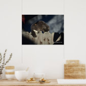 Kat op hek (17) Poster (Keuken)