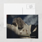 Kat op hek (18) briefkaart (Voorkant / Achterkant)