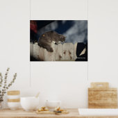 Kat op hek (2) Poster (Keuken)