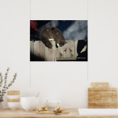 Kat op hek (4) Poster (Keuken)