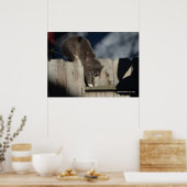 Kat op hek (6) Poster (Keuken)