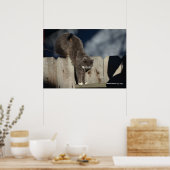 Kat op hek (8) Poster (Keuken)