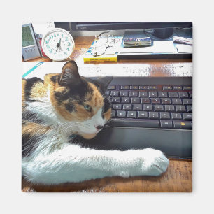 Kat op het toetsenbord Magnet Magneet