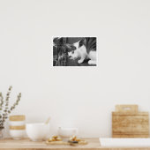 Kat op ledge Watersvogel Poster (Keuken)