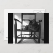 Kat op rotsen briefkaart (Voorkant / Achterkant)