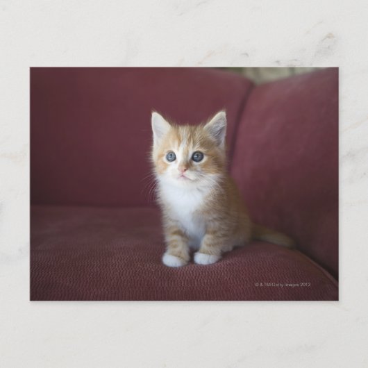 Kat op sofa briefkaart (Voorkant)