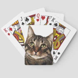 Kat op witte achtergrond 2 pokerkaarten