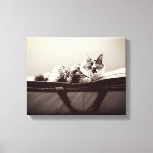 Kat op zak canvas afdruk