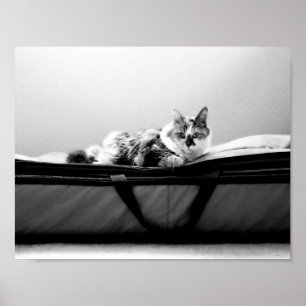 Kat op zak poster