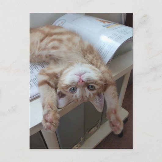 Kat opnieuw plaatsen briefkaart (Voorkant)