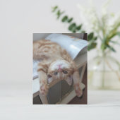 Kat opnieuw plaatsen briefkaart (Staand voorkant)