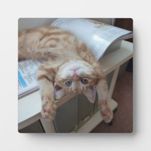 Kat opnieuw plaatsen fotoplaat