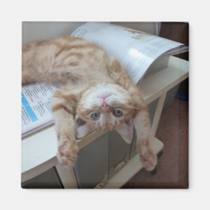 Kat opnieuw plaatsen magneet