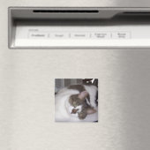 Kat Paperweight Magnet Magneet (Insitu (Vaatwasser))