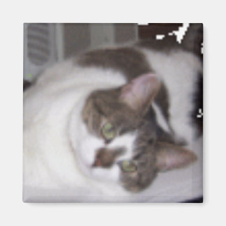 Kat Paperweight Magnet Magneet