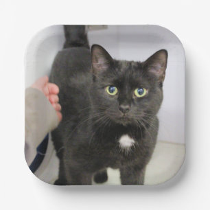 Kat Papieren Bordje