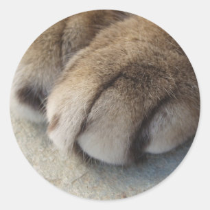 Kat Paw-stickers Ronde Sticker