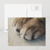 Kat Paws Briefkaart (Voorkant / Achterkant)