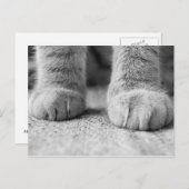 Kat Paws Post Card Briefkaart (Voorkant / Achterkant)