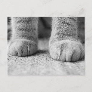 Kat Paws Post Card Briefkaart